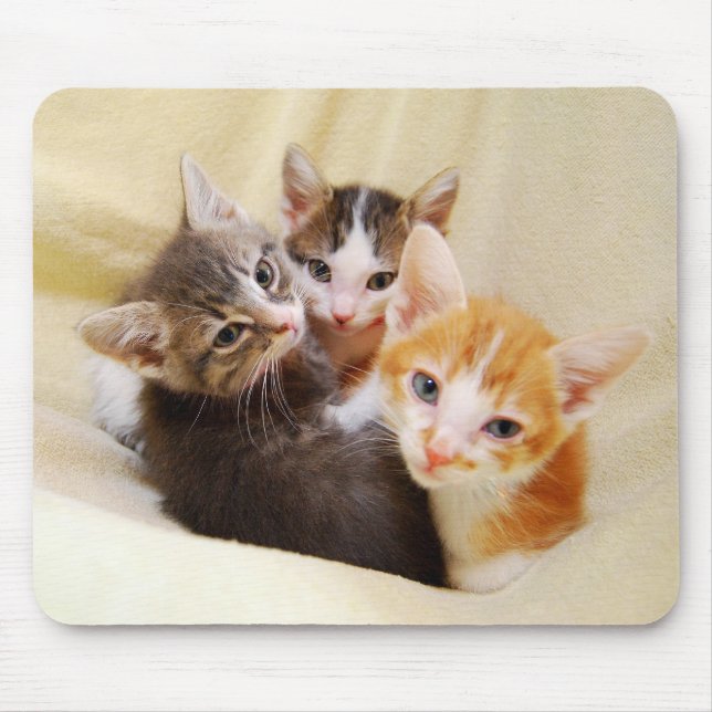 Tapis De Souris Kitten Trio Mousepad (Devant)