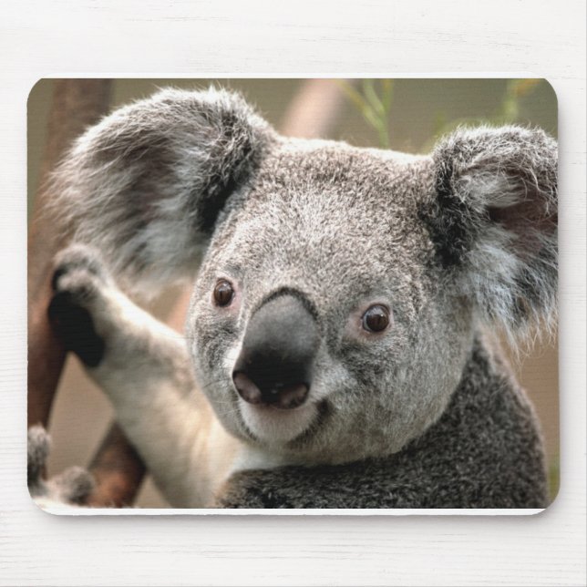 Tapis De Souris Koala (Devant)