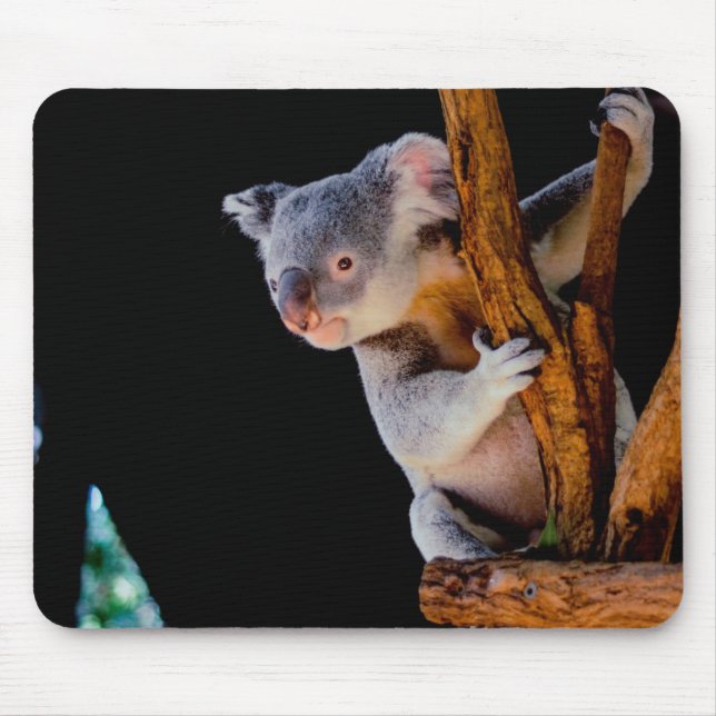 Tapis De Souris Koala Cute en gris arbre (Devant)