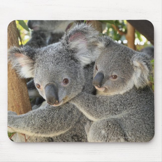 Tapis De Souris Koala Phascolarctos cinereus Queensland. (Devant)