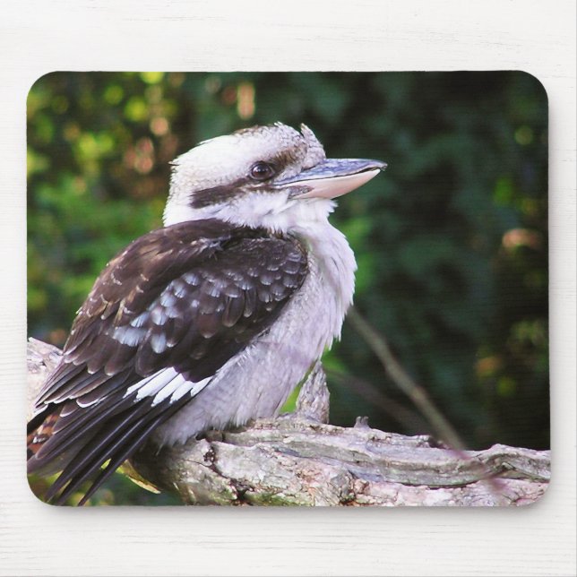 Tapis De Souris Kookaburra Mousepad (Devant)
