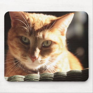 Tapis De Souris Kute Kitty !