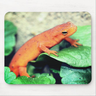 Tapis De Souris La nature de la salamandre rouge