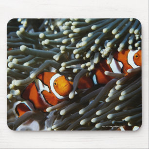 Tapis De Souris La Papouasie-Nouvelle-Guinée, deux anemonefish