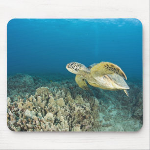 Tapis De Souris La tortue verte, (Chelonia mydas), est la 3