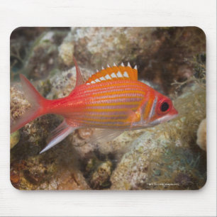 Tapis De Souris La vie sous-marine, POISSON : un Squirrelfish de