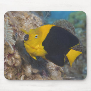 Tapis De Souris La vie sous-marine, POISSON : Une beauté de roch