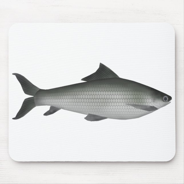 Tapis De Souris Labeo commun (Devant)
