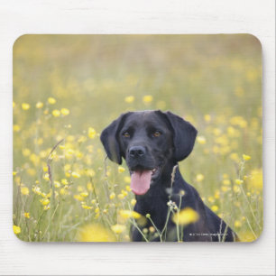 Tapis De Souris Labrador noir 16 mois