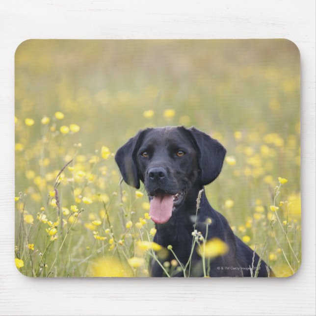 Tapis De Souris Labrador noir 16 mois (Devant)