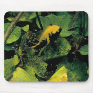 Tapis De Souris Labridens de Herichthys des médias Luna