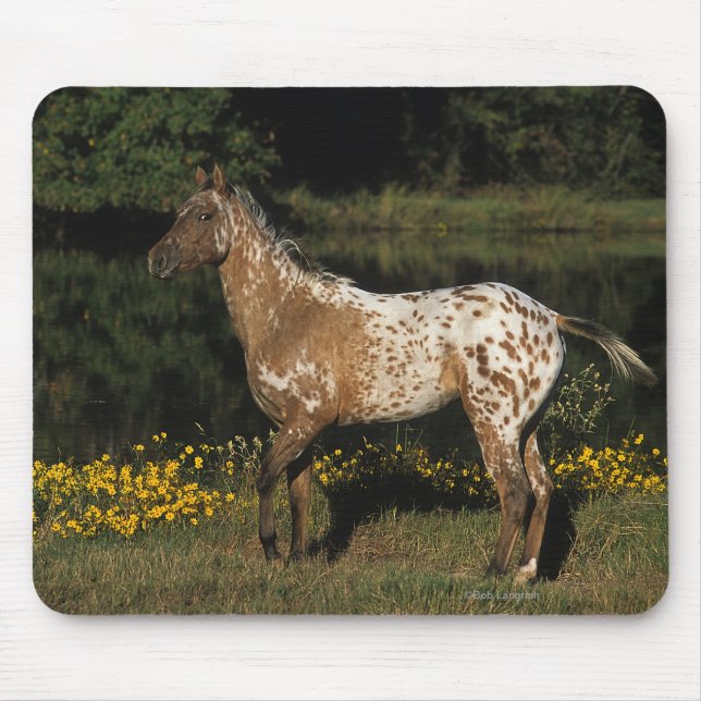Tapis De Souris Lac se tenant prêt horse d'Appaloosa (Devant)
