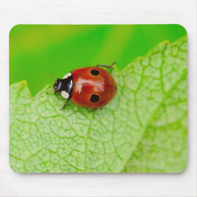 Tapis De Souris Ladybird marche à travers une feuille (Devant)