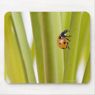 Tapis De Souris Ladybird sur des tiges de plante