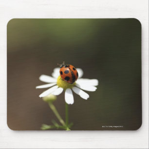 Tapis De Souris Ladybird sur la Fleur Chamomile