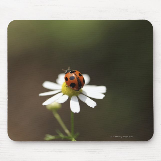 Tapis De Souris Ladybird sur la Fleur Chamomile (Devant)