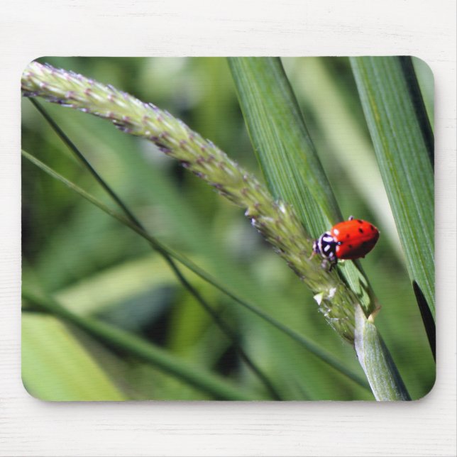 Tapis De Souris Ladybug (Coccinellidae) (Devant)