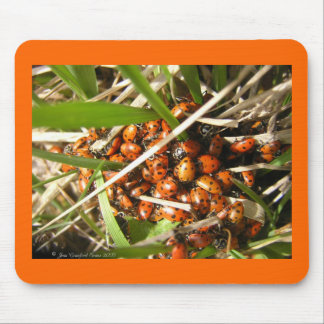 Tapis De Souris Ladybugs (Coccinellidae)