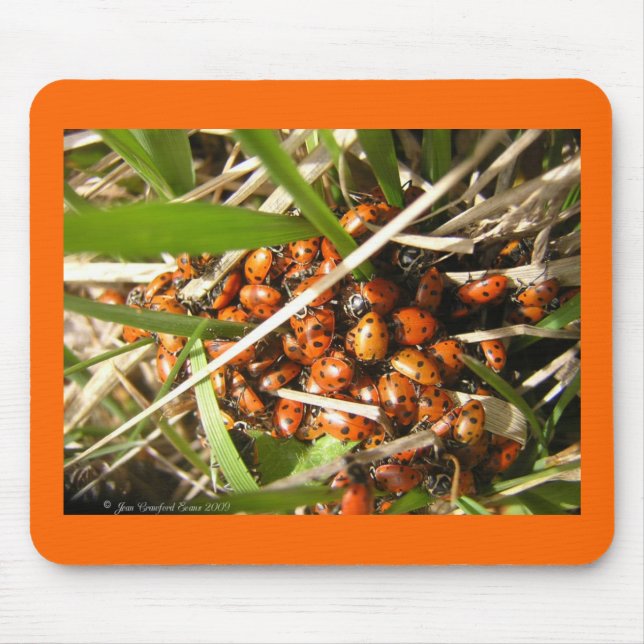 Tapis De Souris Ladybugs (Coccinellidae) (Devant)