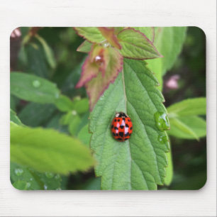 Tapis De Souris ladybule on leaf