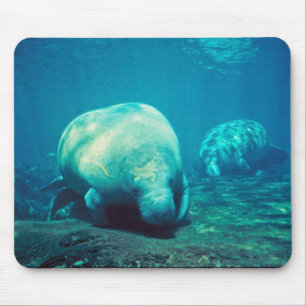 Tapis De Souris Lamantin de la Floride