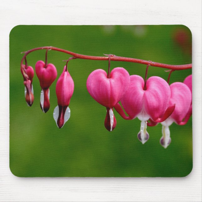 Tapis De Souris Lamprocapnos spectabilis (Devant)