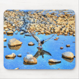 Tapis De Souris Landing Mallard Drake Birdlover Photo de faune