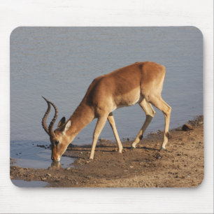 Tapis De Souris L'antilope d'Impala en train de boire à la photo d