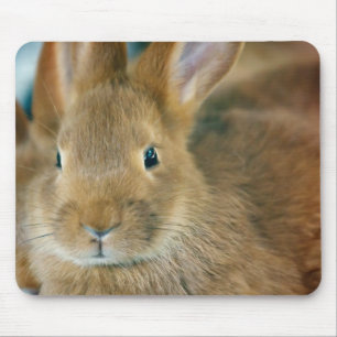 Tapis De Souris Lapin