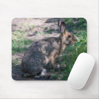 Lapin Brown, Repos dans la nature