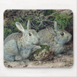 Tapis De Souris Lapins