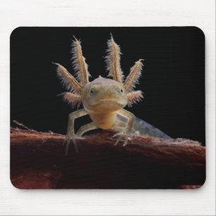 Tapis De Souris Larve crêté de triton