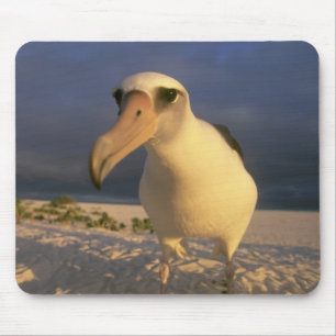Tapis De Souris Laysan Albatross, Diomedea immutabilis),