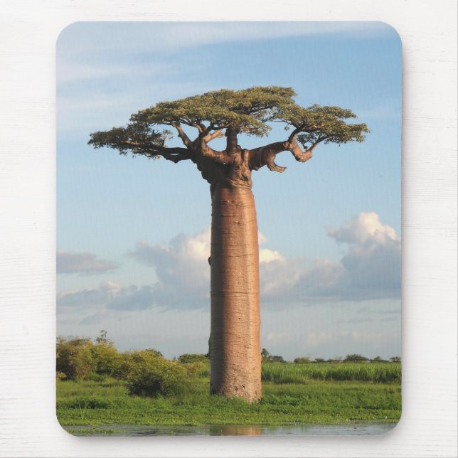 Tapis De Souris Le baobab Madagascar de Grandidier (Devant)