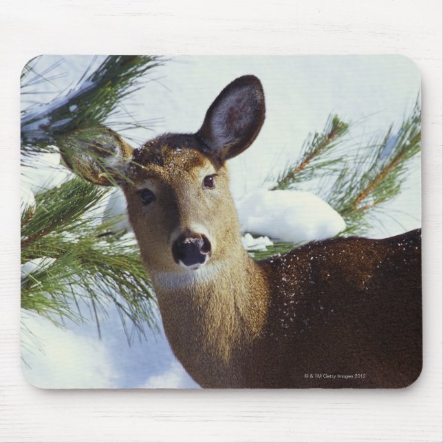 Tapis De Souris Le cerf de Virginie (Odocoileus virginianus), (Devant)
