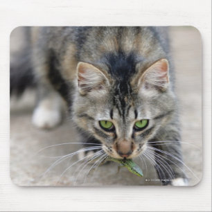 Tapis De Souris le chat a attrapé un lézard