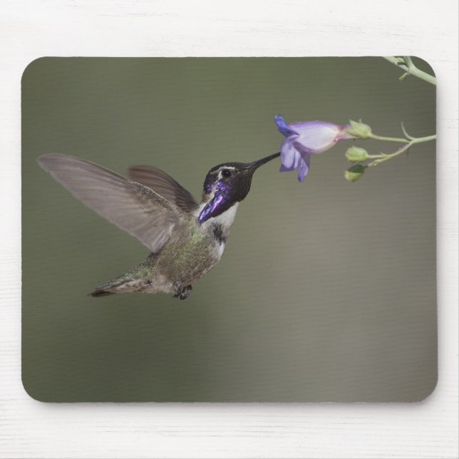 Tapis De Souris Le colibri Mousepad de la côte (Devant)
