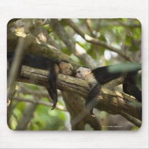 Tapis De Souris Le Costa Rica, deux singes se reposant sur