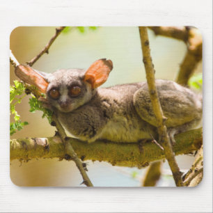 Tapis De Souris Le Galago du Sénégal (Galago Senegalensis)