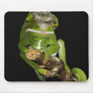 Tapis De Souris Le Madagascar