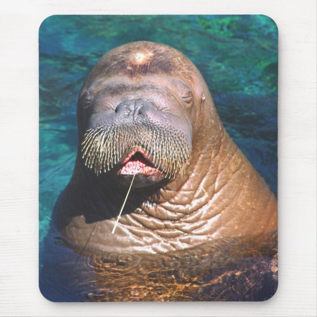 Tapis De Souris Le morse observe Mousepad fermé (Devant)
