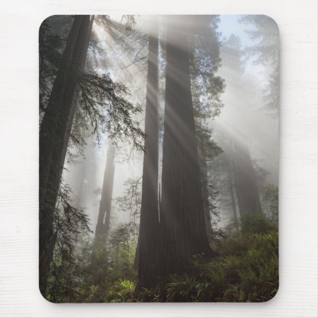 Tapis De Souris Le parc national de Redwood Californie (Devant)