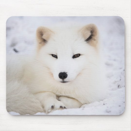 Tapis De Souris Le Plus Beau Renard Blanc Qui Vous Regarde Zazzle Fr