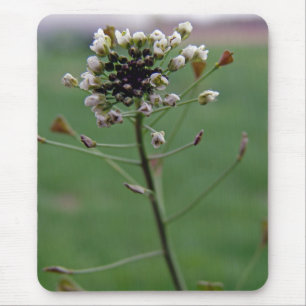 Tapis De Souris Le porte-monnaie du berger