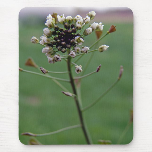 Tapis De Souris Le porte-monnaie du berger (Devant)