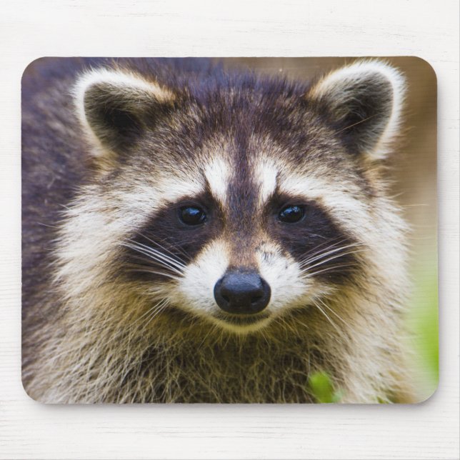 Tapis De Souris Le raton laveur, Procyon lotor (Devant)