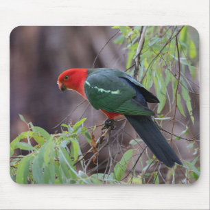 Tapis De Souris Le roi australien Parrot, le roi Parrot, le perroq