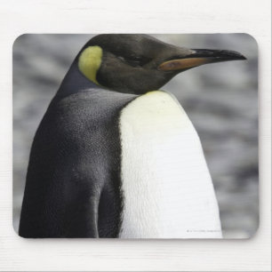 Tapis De Souris Le Roi pingouin, plaine de Salisbury, la Géorgie