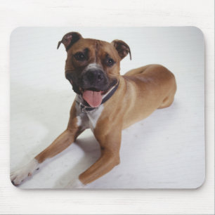Tapis De Souris Le Staffordshire Terrier américain se couchant,