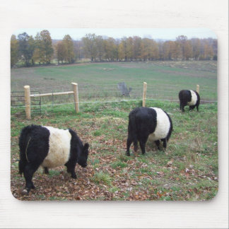 Tapis De Souris Le troupeau de vaches de Beltie le long d'un senti